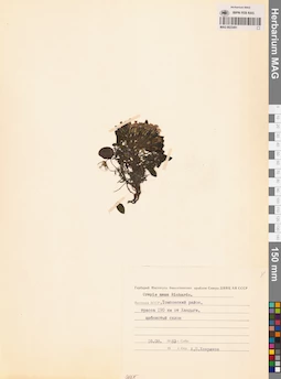 MAG 0023491