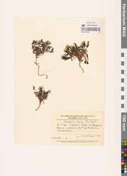 MAG 0023495
