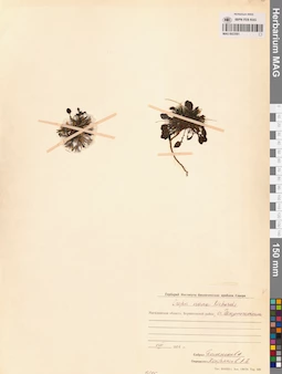 MAG 0023501