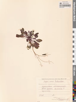 MAG 0023502