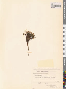 MAG 0023506