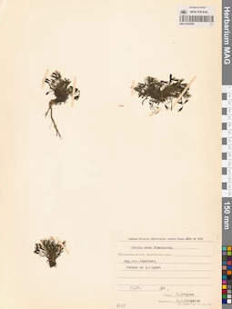 MAG 0023509