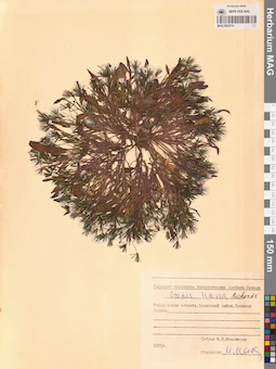 MAG 0023515