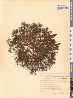 MAG 0023516
