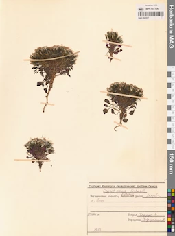 MAG 0023517