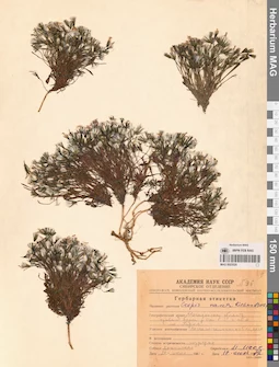 MAG 0023520
