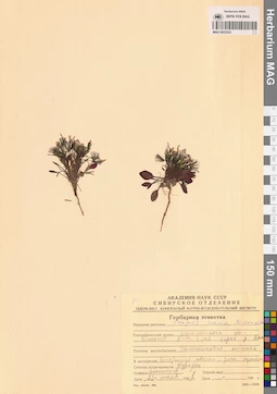 MAG 0023522