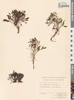 MAG 0023528