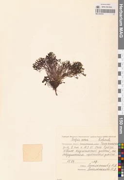 MAG 0023531