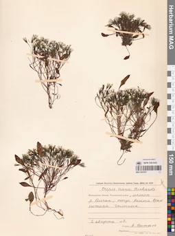 MAG 0023541