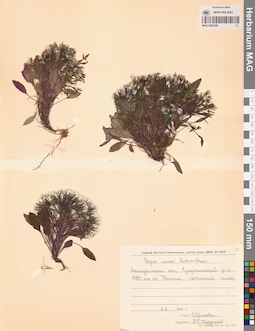 MAG 0023549