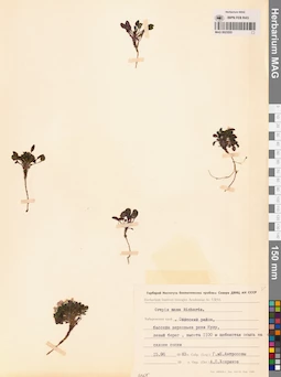 MAG 0023555