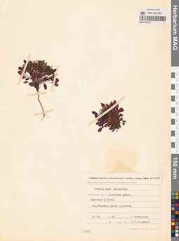 MAG 0023557