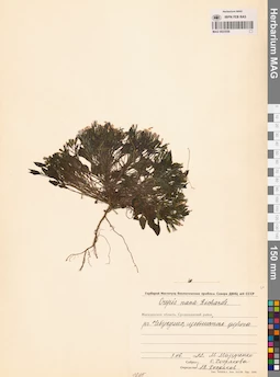MAG 0023558