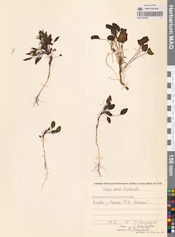 MAG 0023559