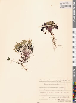MAG 0023560