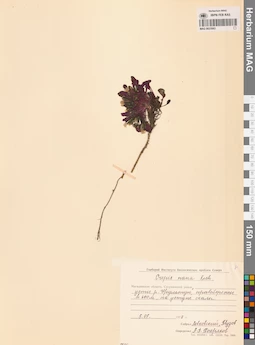MAG 0023563