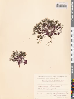 MAG 0023569