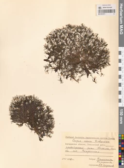 MAG 0023573