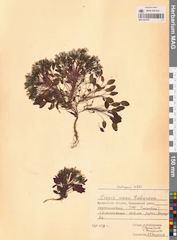MAG 0023575