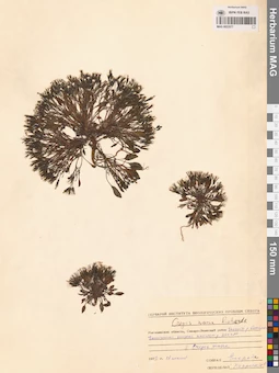 MAG 0023577