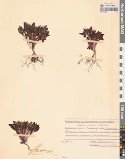 MAG 0023580