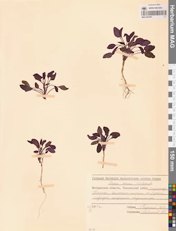 MAG 0023581