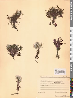 MAG 0023583