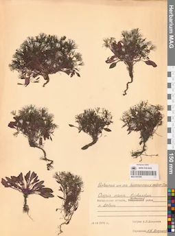 MAG 0023584