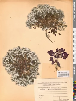 MAG 0023585