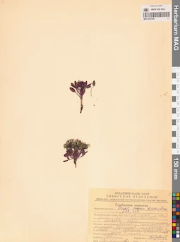 MAG 0023586