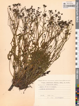 MAG 0023587
