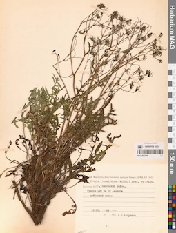 MAG 0023589