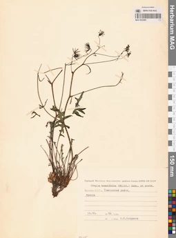 MAG 0023590
