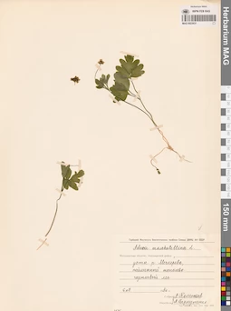 MAG 0023631