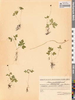 MAG 0023642