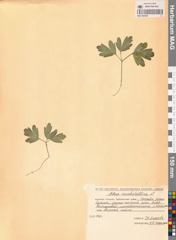 MAG 0023643