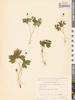 MAG 0023662