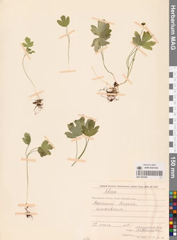 MAG 0023683