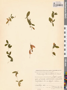 MAG 0023750