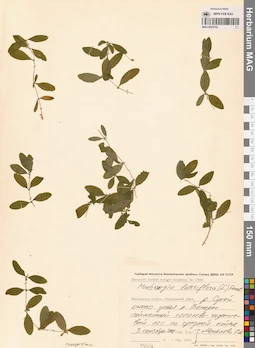 MAG 0023752