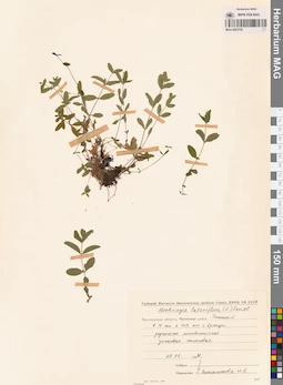 MAG 0023753