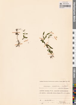 MAG 0023755