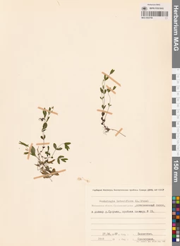 MAG 0023756