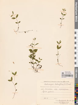 MAG 0023761