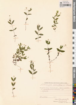 MAG 0023771