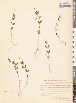 MAG 0023773