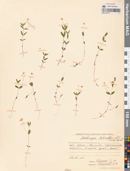 MAG 0023776