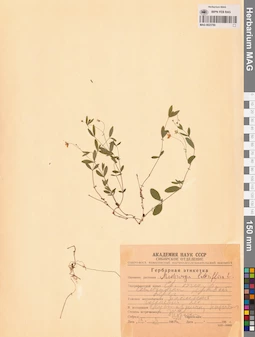 MAG 0023780