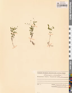 MAG 0023781